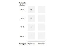 Invitrogen beta Amyloid (1-42) Monoclonal Antibody (GT622) 100 &mu;L; Unconjugated:Antibodies,