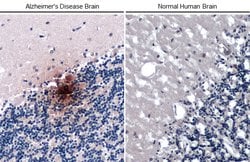 Invitrogen beta Amyloid (1-42) Monoclonal Antibody (GT622) 100 &mu;L; Unconjugated:Antibodies,