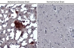 Invitrogen beta Amyloid (1-42) Monoclonal Antibody (GT622) 100 &mu;L; Unconjugated:Antibodies,