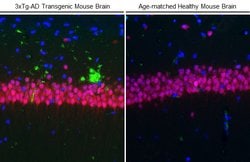 Invitrogen beta Amyloid (1-42) Monoclonal Antibody (GT622) 100 &mu;L; Unconjugated:Antibodies,