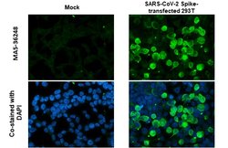 SARS-CoV-2 Spike Protein S1 Recombinant Rabbit Monoclonal Antibody (HL1), Invitrogen 100 &mu;L | Buy Online | Thermo Scientific | Fisher Scientific