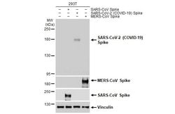 Invitrogen SARS-CoV-2 Spike Protein S1 Recombinant Rabbit Monoclonal Antibody (HL134) 100 &mu;L | Buy Online | Invitrogen&trade; | Fisher Scientific