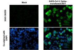 Invitrogen SARS-CoV-2 Spike Protein S1 Recombinant Rabbit Monoclonal Antibody (HL263) 100 &mu;L | Buy Online | Invitrogen&trade; | Fisher Scientific