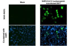 Invitrogen SARS-CoV-2 Nucleocapsid Recombinant Rabbit Monoclonal Antibody