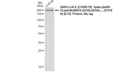 Invitrogen SARS-CoV-2 Spike Protein (RBD) Recombinant Rabbit Monoclonal Antibody (HL257) 100 &mu;L | Buy Online | Invitrogen&trade; | Fisher Scientific