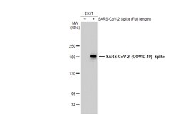 Invitrogen SARS-CoV-2 Spike Protein S2 Recombinant Rabbit Monoclonal Antibody