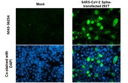 Invitrogen SARS-CoV-2 Spike Protein S2 Recombinant Rabbit Monoclonal Antibody