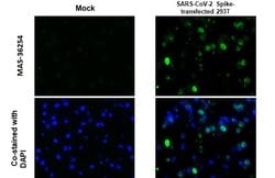 Invitrogen SARS-CoV-2 Spike Protein S2 Recombinant Rabbit Monoclonal Antibody