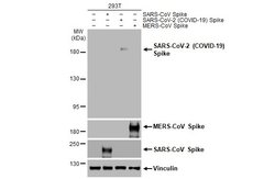 Invitrogen SARS-CoV-2 Spike Protein S2 Recombinant Rabbit Monoclonal Antibody