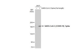 Invitrogen SARS-CoV-2 Spike Protein S2 Recombinant Rabbit Monoclonal Antibody