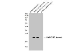 Invitrogen Ras (G12D Mutant) Recombinant Rabbit Monoclonal Antibody (HL10)