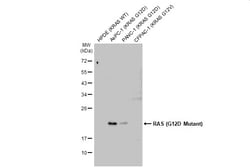 Invitrogen Ras (G12D Mutant) Recombinant Rabbit Monoclonal Antibody (HL10)