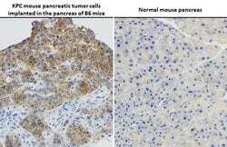 Invitrogen Ras (G12D Mutant) Recombinant Rabbit Monoclonal Antibody (HL10)