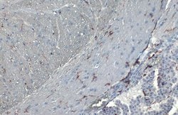 Invitrogen IBA1 Recombinant Rabbit Monoclonal Antibody (HL22) 100 &mu;L;