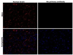 Invitrogen IBA1 Recombinant Rabbit Monoclonal Antibody (HL22) 100 &mu;L;
