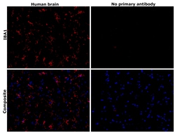 Invitrogen IBA1 Recombinant Rabbit Monoclonal Antibody (HL22) 100 &mu;L;
