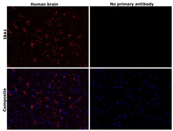 Invitrogen IBA1 Recombinant Rabbit Monoclonal Antibody (HL22) 100 &mu;L;