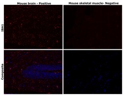 Invitrogen IBA1 Recombinant Rabbit Monoclonal Antibody (HL22) 100 &mu;L;
