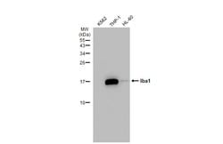 Invitrogen IBA1 Recombinant Rabbit Monoclonal Antibody (HL22) 100 &mu;L;