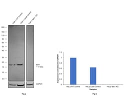 Invitrogen IBA1 Recombinant Rabbit Monoclonal Antibody (HL22) 100 &mu;L;