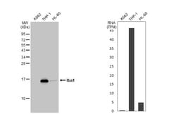 Invitrogen IBA1 Recombinant Rabbit Monoclonal Antibody (HL22) 100 &mu;L;