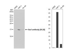 Invitrogen IBA1 Recombinant Rabbit Monoclonal Antibody (HL22) 100 &mu;L;