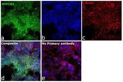 Invitrogen alpha-1 Sodium Potassium ATPase Recombinant Rabbit Monoclonal