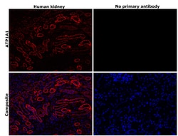 Invitrogen alpha-1 Sodium Potassium ATPase Recombinant Rabbit Monoclonal