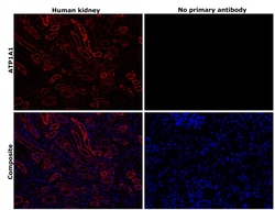 Invitrogen alpha-1 Sodium Potassium ATPase Recombinant Rabbit Monoclonal