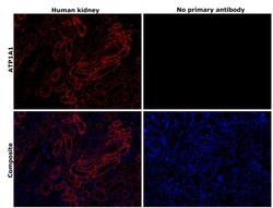 Invitrogen alpha-1 Sodium Potassium ATPase Recombinant Rabbit Monoclonal