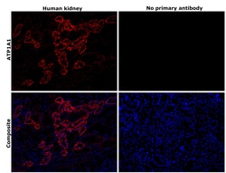 Invitrogen alpha-1 Sodium Potassium ATPase Recombinant Rabbit Monoclonal