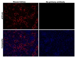 Invitrogen alpha-1 Sodium Potassium ATPase Recombinant Rabbit Monoclonal