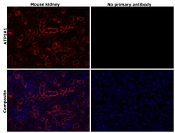 Invitrogen alpha-1 Sodium Potassium ATPase Recombinant Rabbit Monoclonal