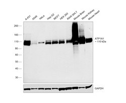 Invitrogen alpha-1 Sodium Potassium ATPase Recombinant Rabbit Monoclonal