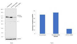 Invitrogen alpha-1 Sodium Potassium ATPase Recombinant Rabbit Monoclonal