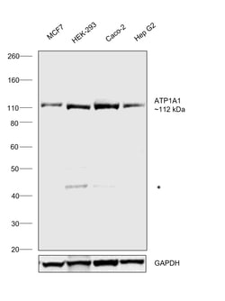 Invitrogen alpha-1 Sodium Potassium ATPase Recombinant Rabbit Monoclonal