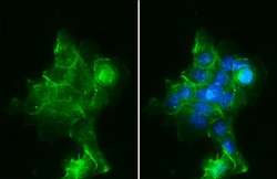 Invitrogen alpha-1 Sodium Potassium ATPase Recombinant Rabbit Monoclonal