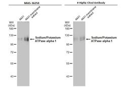 Invitrogen alpha-1 Sodium Potassium ATPase Recombinant Rabbit Monoclonal