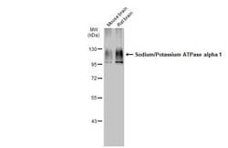 Invitrogen alpha-1 Sodium Potassium ATPase Recombinant Rabbit Monoclonal