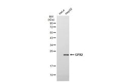 Invitrogen GPX2 Recombinant Rabbit Monoclonal Antibody (HL125) 100 &mu;L;