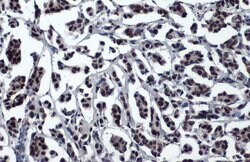 Invitrogen 53BP1 Recombinant Rabbit Monoclonal Antibody (HL275) 100 &mu;L;