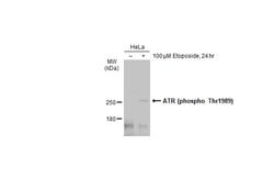 Invitrogen Phospho-ATR (Thr1989) Recombinant Rabbit Monoclonal Antibody