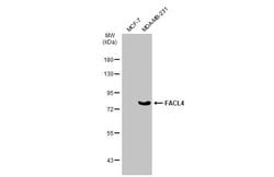 Invitrogen ACSL4 Recombinant Rabbit Monoclonal Antibody (HL229) 100 &mu;L;
