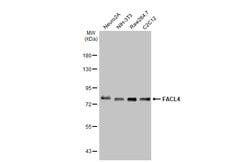 Invitrogen ACSL4 Recombinant Rabbit Monoclonal Antibody (HL229) 100 &mu;L;