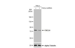 Invitrogen ACSL4 Recombinant Rabbit Monoclonal Antibody (HL229) 100 &mu;L;