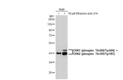 Invitrogen Phospho-ERK1/ERK2 (Thr202, Tyr204, Thr185, Tyr187) Recombinant
