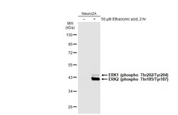 Invitrogen Phospho-ERK1/ERK2 (Thr202, Tyr204, Thr185, Tyr187) Recombinant