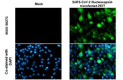 Invitrogen SARS-CoV-2 Nucleocapsid Recombinant Rabbit Monoclonal Antibody
