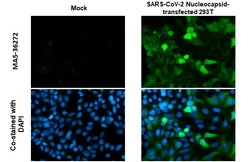 Invitrogen SARS-CoV-2 Nucleocapsid Recombinant Rabbit Monoclonal Antibody