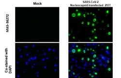 Invitrogen SARS-CoV-2 Nucleocapsid Recombinant Rabbit Monoclonal Antibody